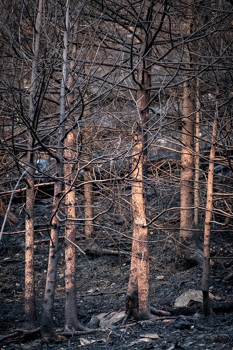 Bild: Bäume nach einem Waldbrand