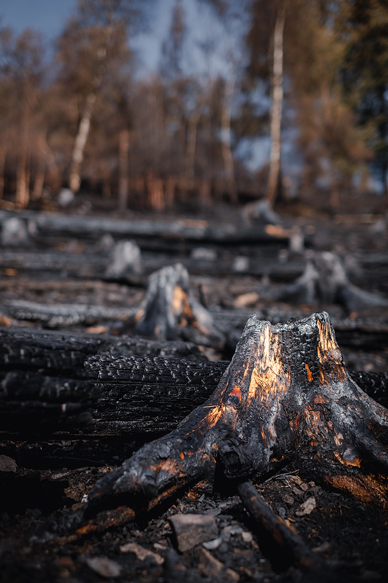 Bild: Waldbrand