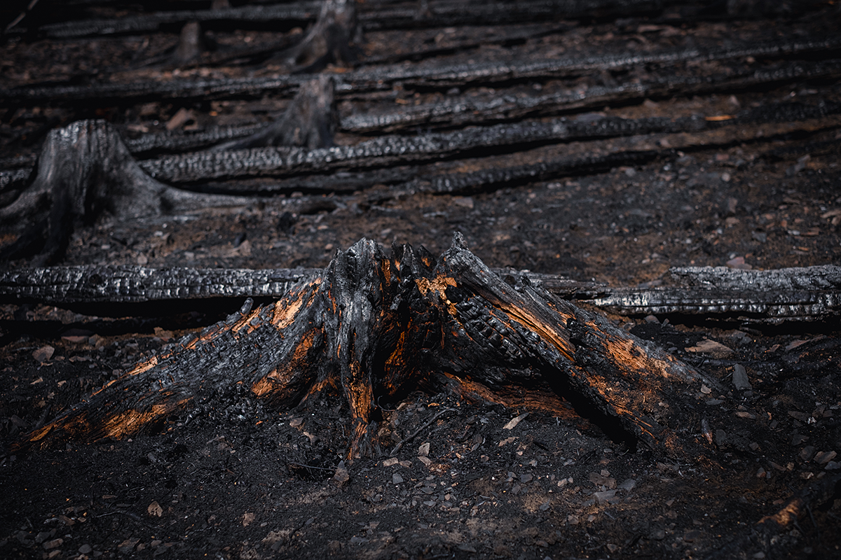 Bild: Zerstörte Natur (Feuer, Waldbrand)