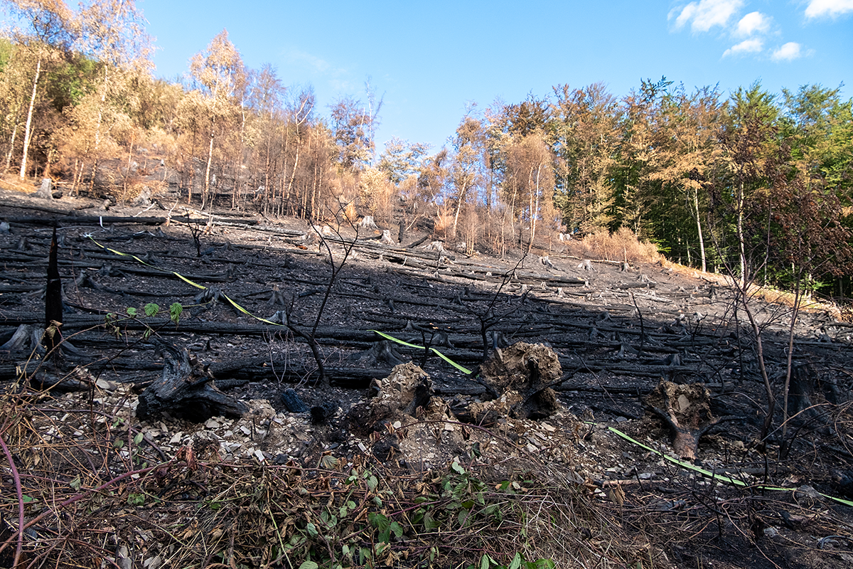Bild: Waldbrand