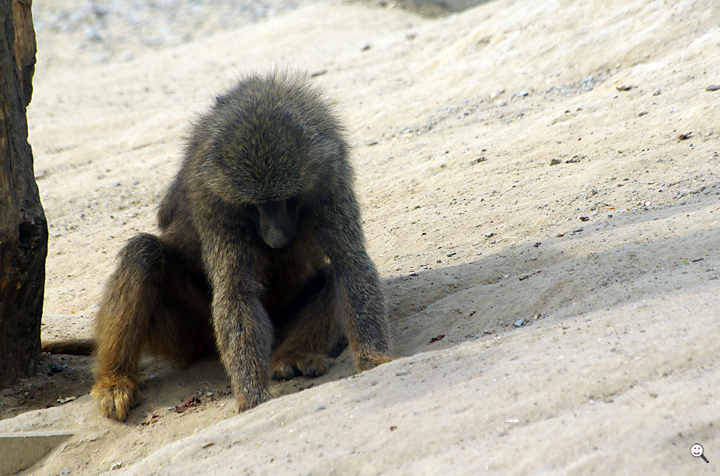 Bild: Pavian (Zoo Gelsenkirchen)