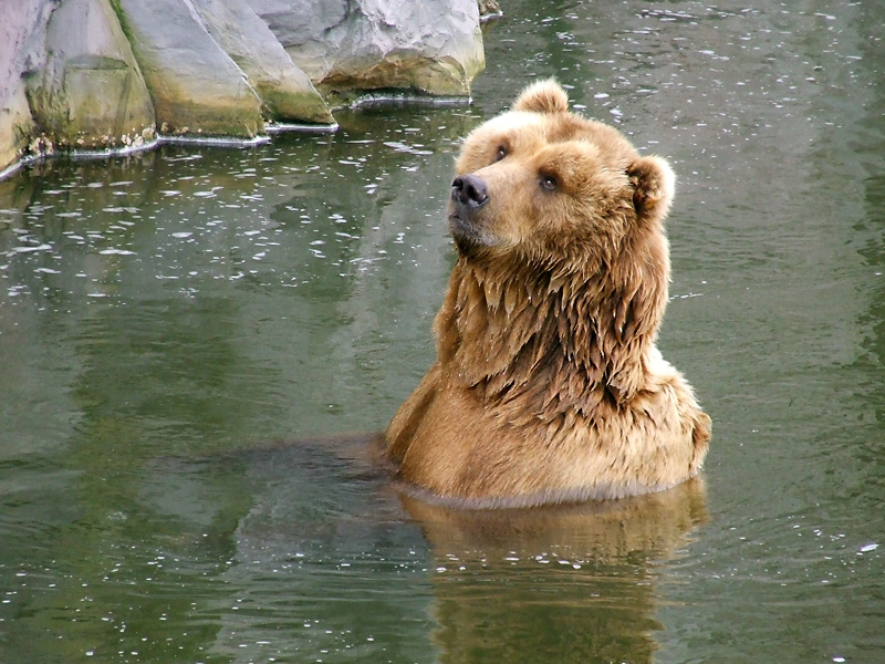 Bild: Bär (Zoo Gelsenkirchen)