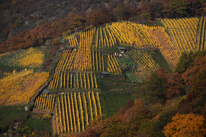 Bild: Weinberge im Herbst