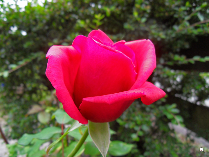 Bild: Rote Rose
