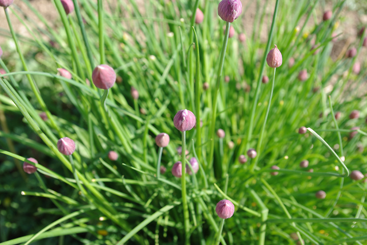 Bild: Schnittlauch mit Blüten