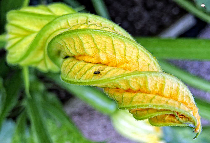 Bild: Blüte der Zucchini (lat. Cucurbita pepo)