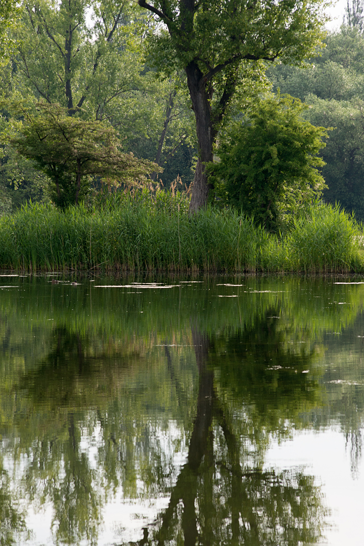 Bild: Teich: Spiegelung