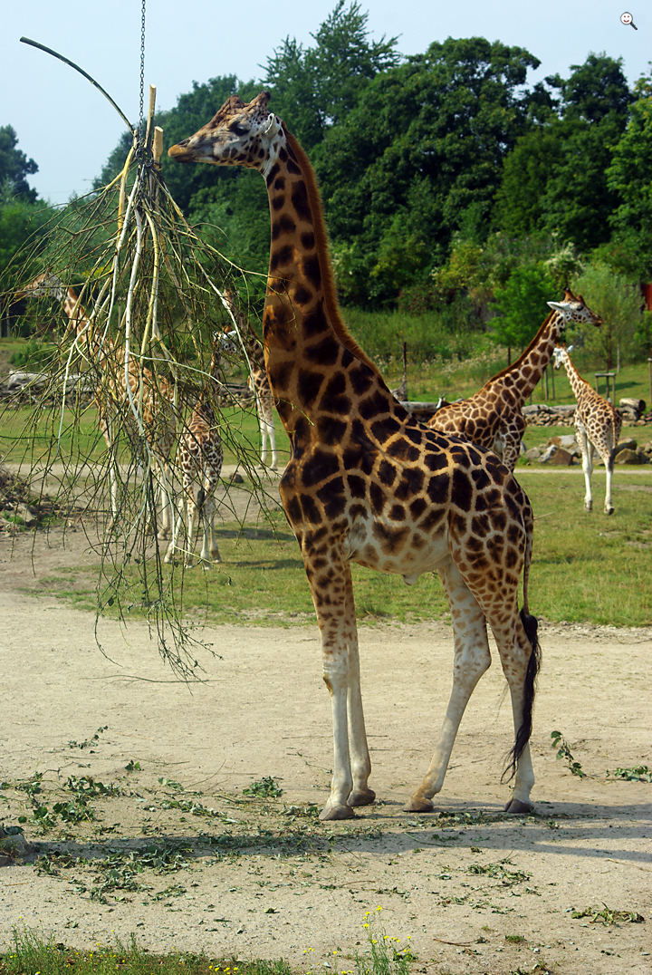 Bild: Giraffen (Zoo Gelsenkirchen)