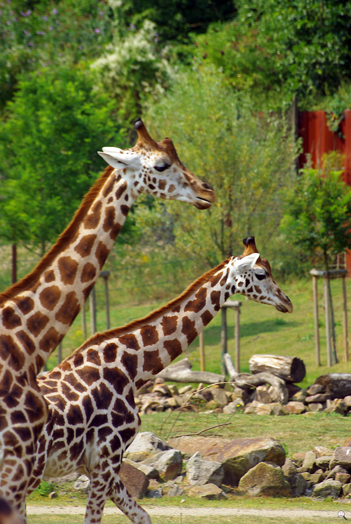 Bild: Giraffen (Zoo Gelsenkirchen)