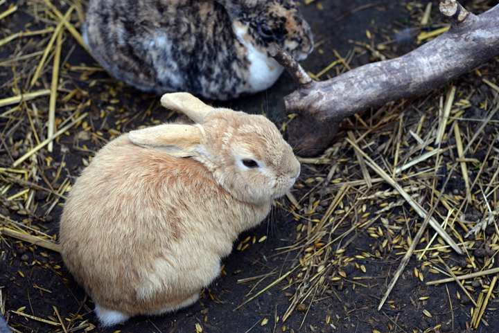 Bild: Kaninchen