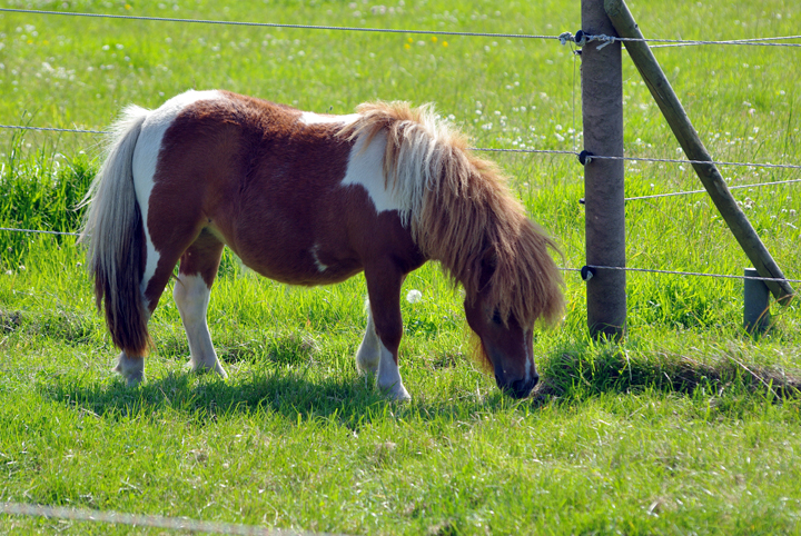 Bild: Pony - find-das-bild.de