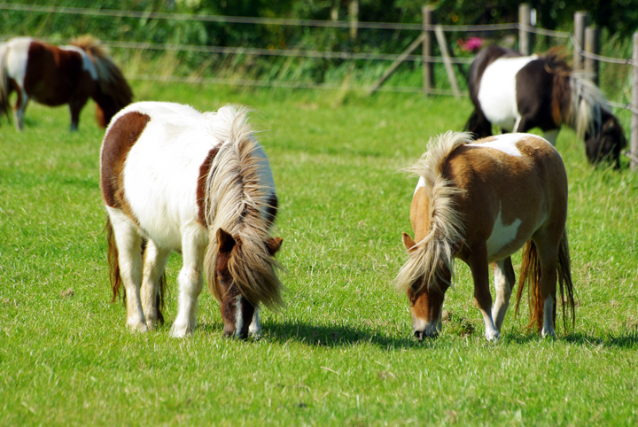 Bild: Ponys - find-das-bild.de