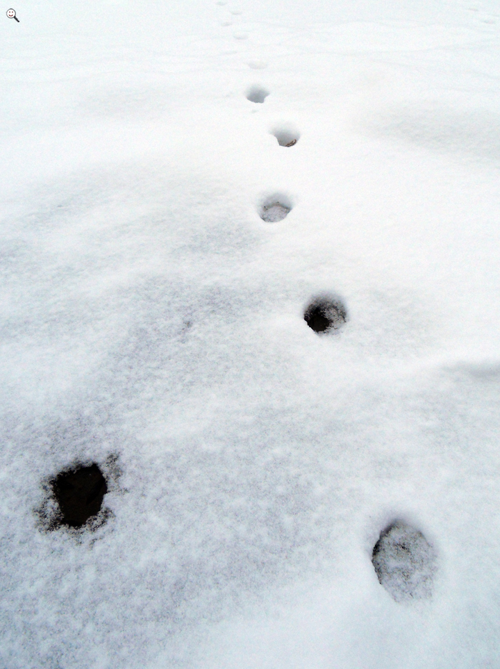Bild: Spuren einer Katze im Schnee