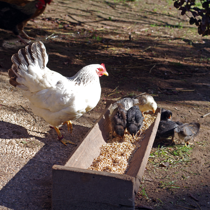 Bild: Hühner auf dem Bauernhof