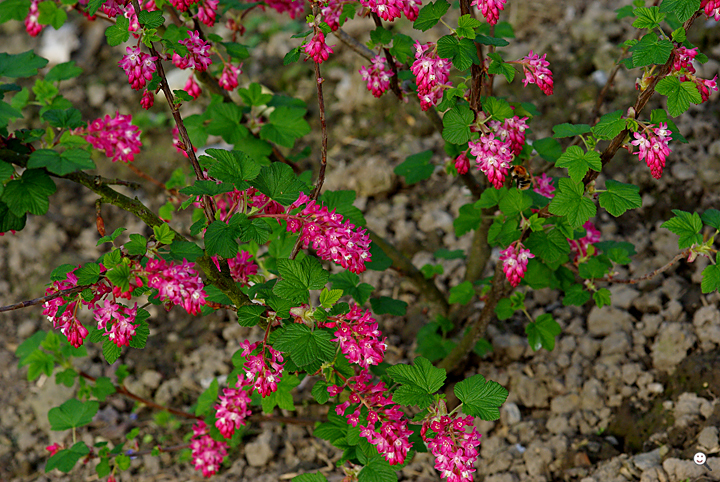 Bild: Jostabeeren-Strauch (Kreuzung aus Johannisbeere und Stachelbeere, lat. Ribes x nidigrolaria)