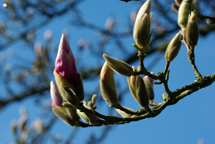 Bild: Blütenknospen der Magnolie (lat. Magnolia)