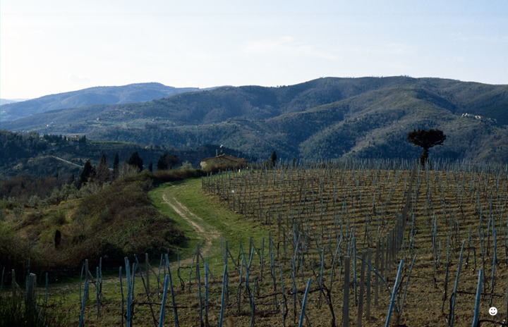 Bild: Toskana (Italien): Landschaft, Weinanbau
