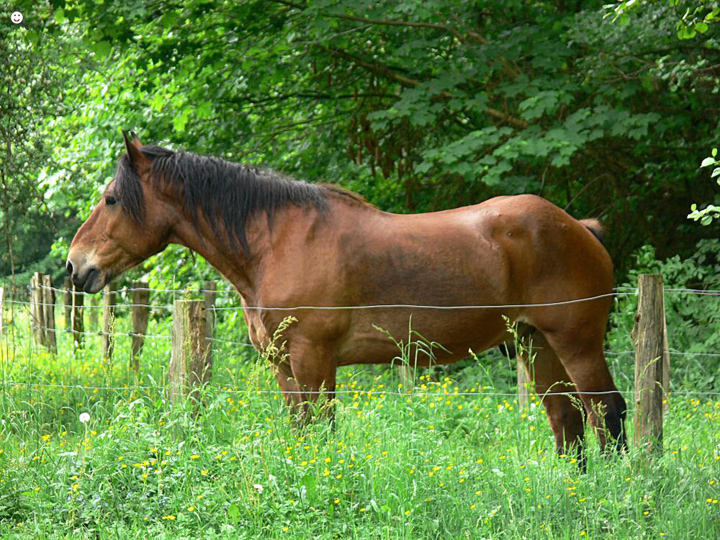 Bild: Pferd: Belgisches Kaltblut