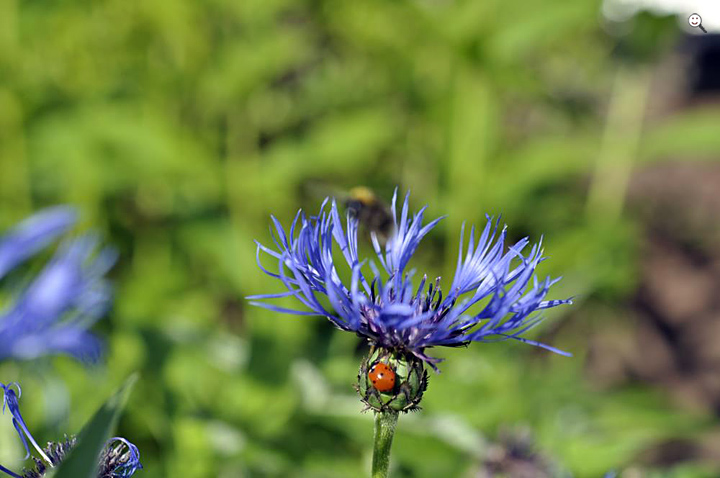 Bild: Kornblume (lat. Centaurea cyanus) und Marienkäfer