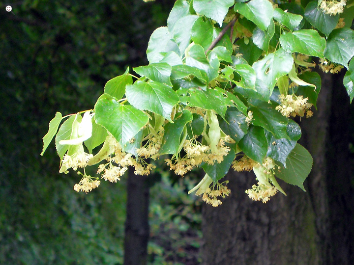 Bild: Blüten und Blätter der Linde