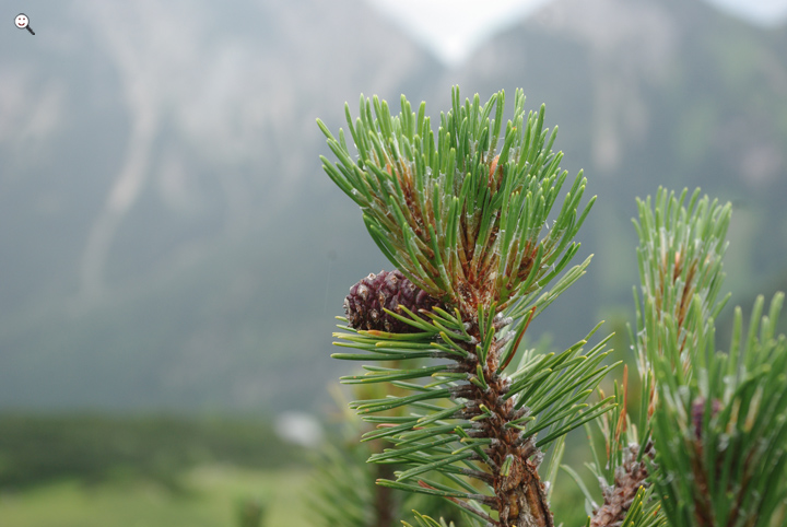 Bild: Krüppelkiefer (lat. Pinus mugo, auch Latsche oder Legföhre genannt)