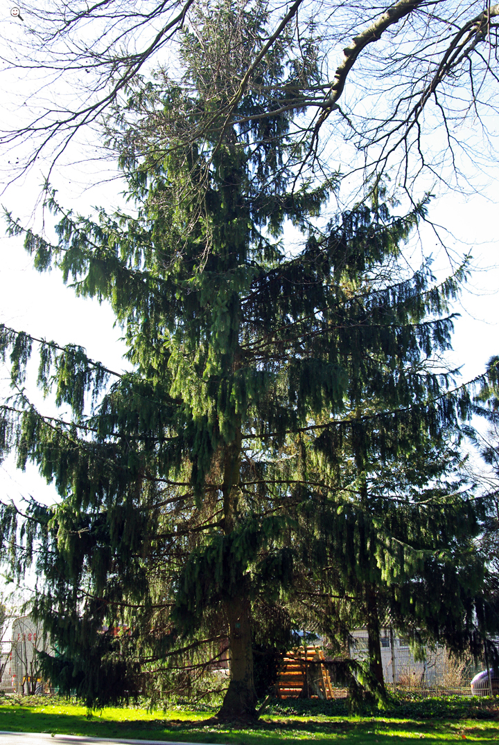 picea-abies-columnaris-rotfichte-gemeine-fichte-gxixoj