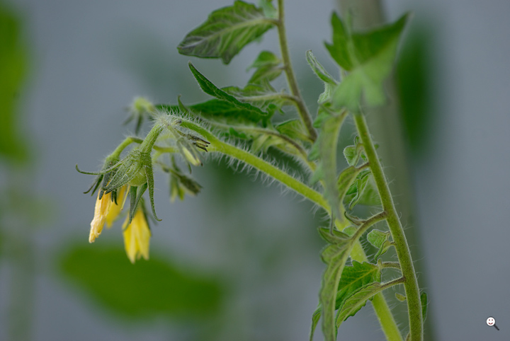 Bild: Blüten der Tomatenpflanze