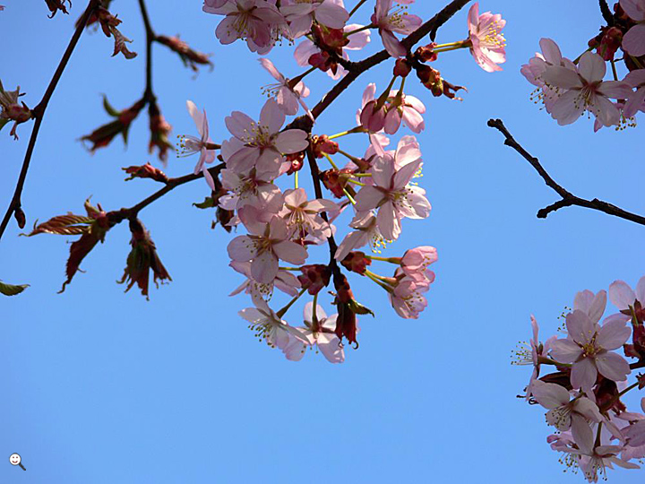 Bild: Blüten der Zierkirsche (Baum, lat. Prunus)