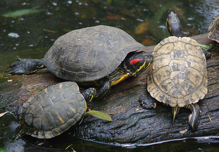 Bild: Schildkröten (Thüler Tierpark)