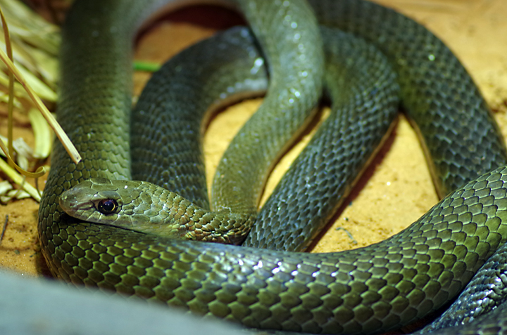 Bild: Mosambik-Sandrennatter (Zoo Dortmund)