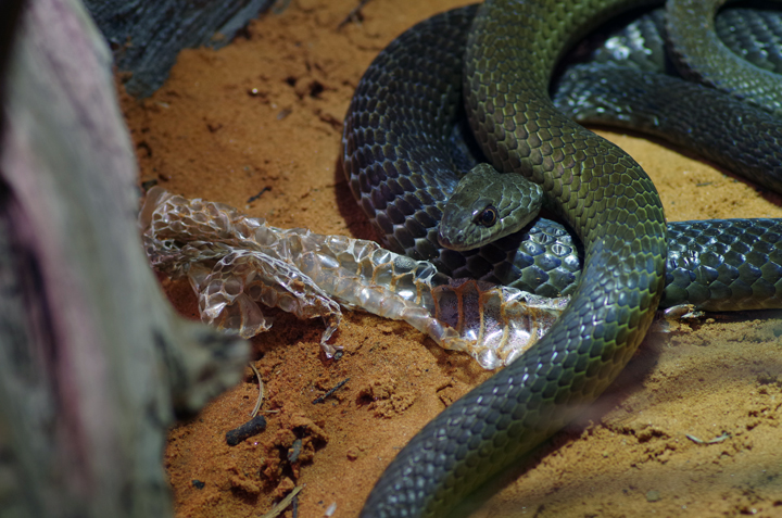 Bild: Mosambik-Sandrennatter (Zoo Dortmund)