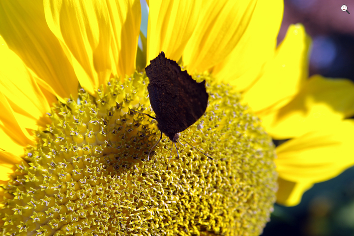 Bild: Schmetterling: Tagpfauenauge auf Sonnenblume