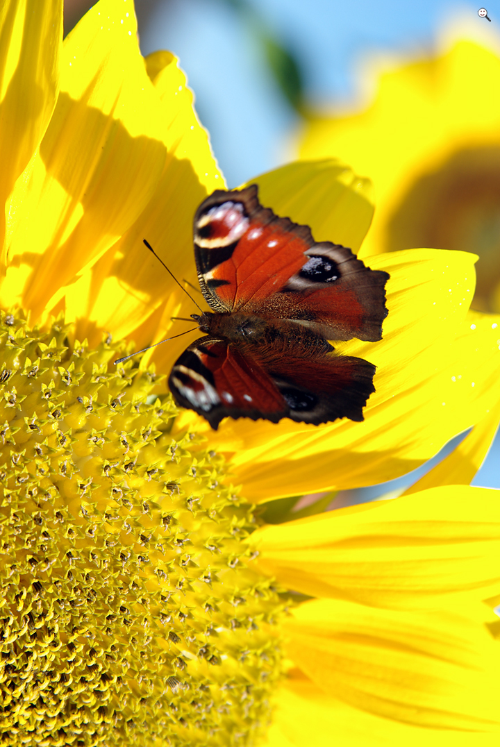 Bild: Schmetterling: Tagpfauenauge auf Sonnenblume