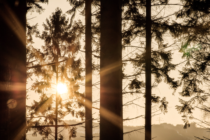 Bild: Sonne im Wald