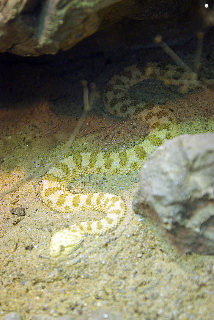 Bild: Hornviper (Zoo Wuppertal)