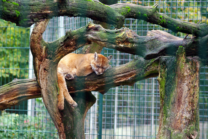 Bild: Puma (Thüler Tierpark)