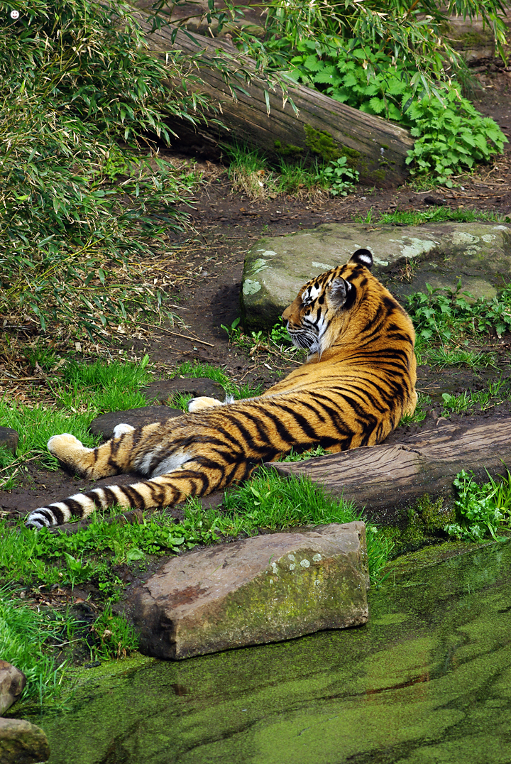 Bild: Tiger (Allwetterzoo Münster)