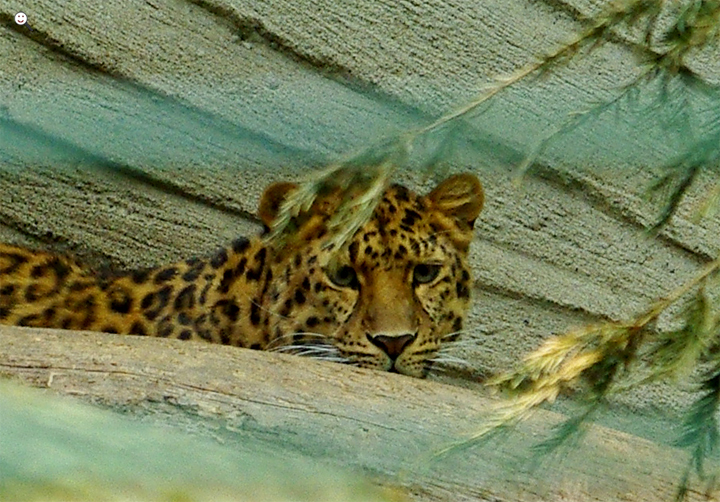 Bild: Leopard (Amur-Leopard, Zoo Dortmund)