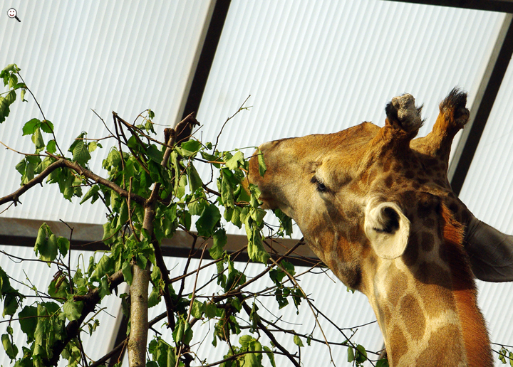 Bild: Giraffe (Zoo Dortmund) 