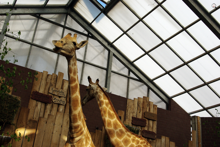 Bild: Giraffen (Zoo Dortmund) 