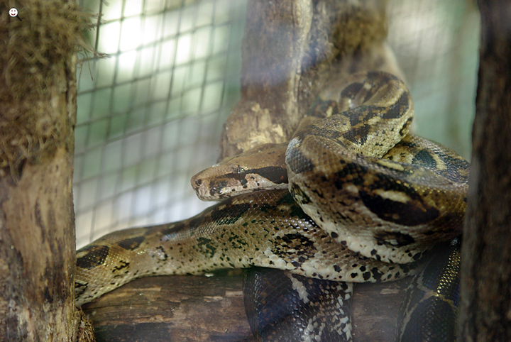 Bild: Kaiserboa