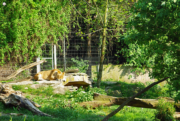 Bild: Löwin (Zoo Dortmund)