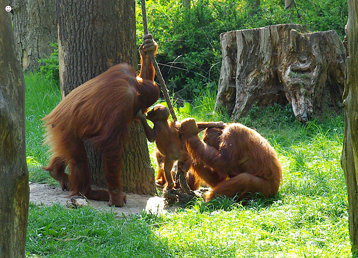 Bild: Orang-Utans (Zoo Dortmund): Familie