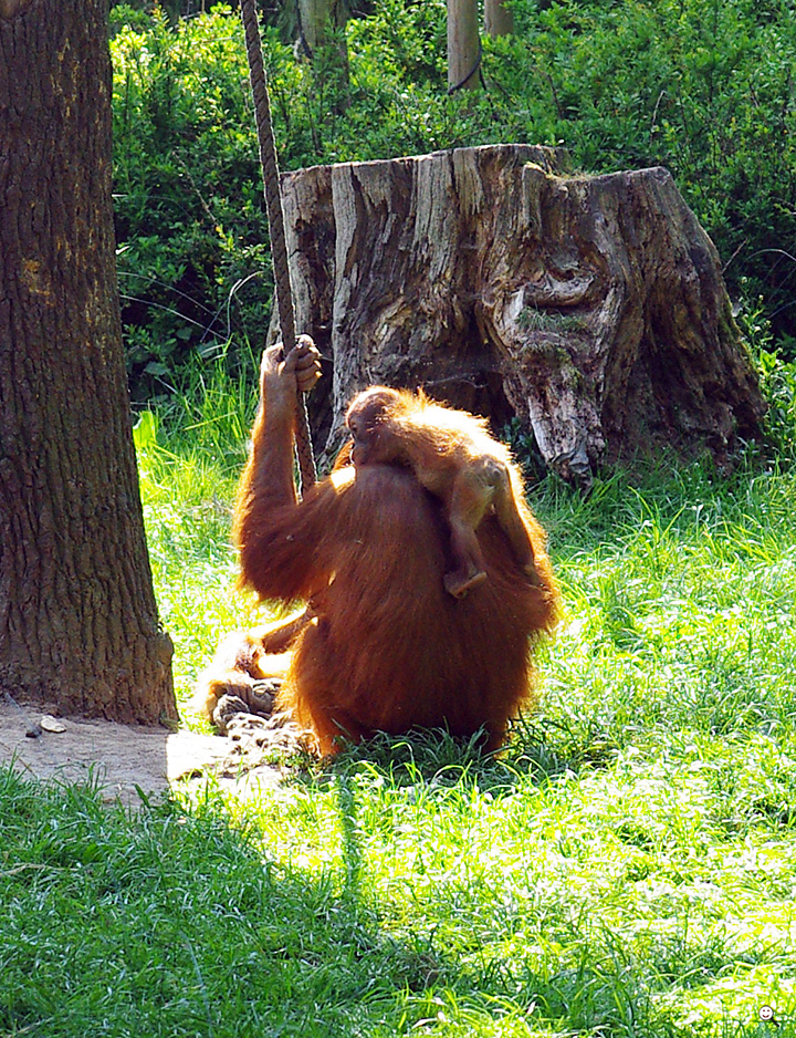 Bild: Orang-Utans (Zoo Dortmund)