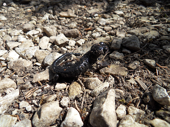 Bild: Alpensalamander (lat. Salamandra atra) 