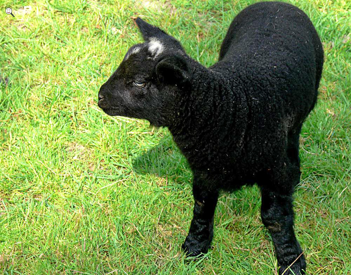 Bild: Schwarzes Schaf