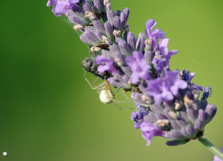 Bild: Spinne auf Lavendelblüte