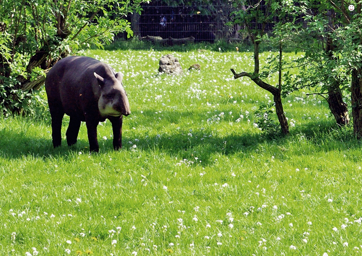 Bild: Tapir (Zoo Dortmund)