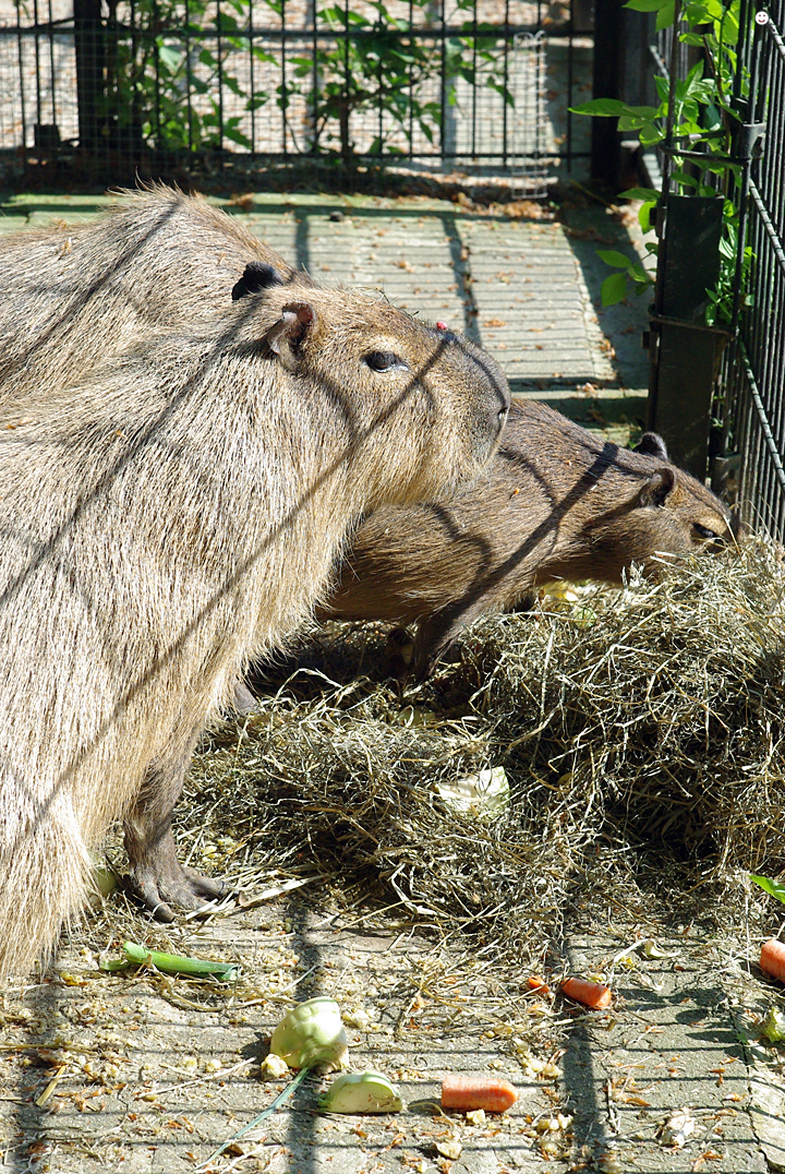 Bild: Wasserschwein (auch Capybara genannt; Zoo Dortmund)