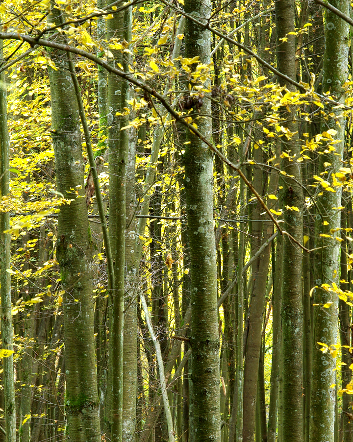 Bild: Wald im Herbst